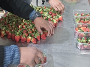 USA Fruit Surveying Quality Control Services